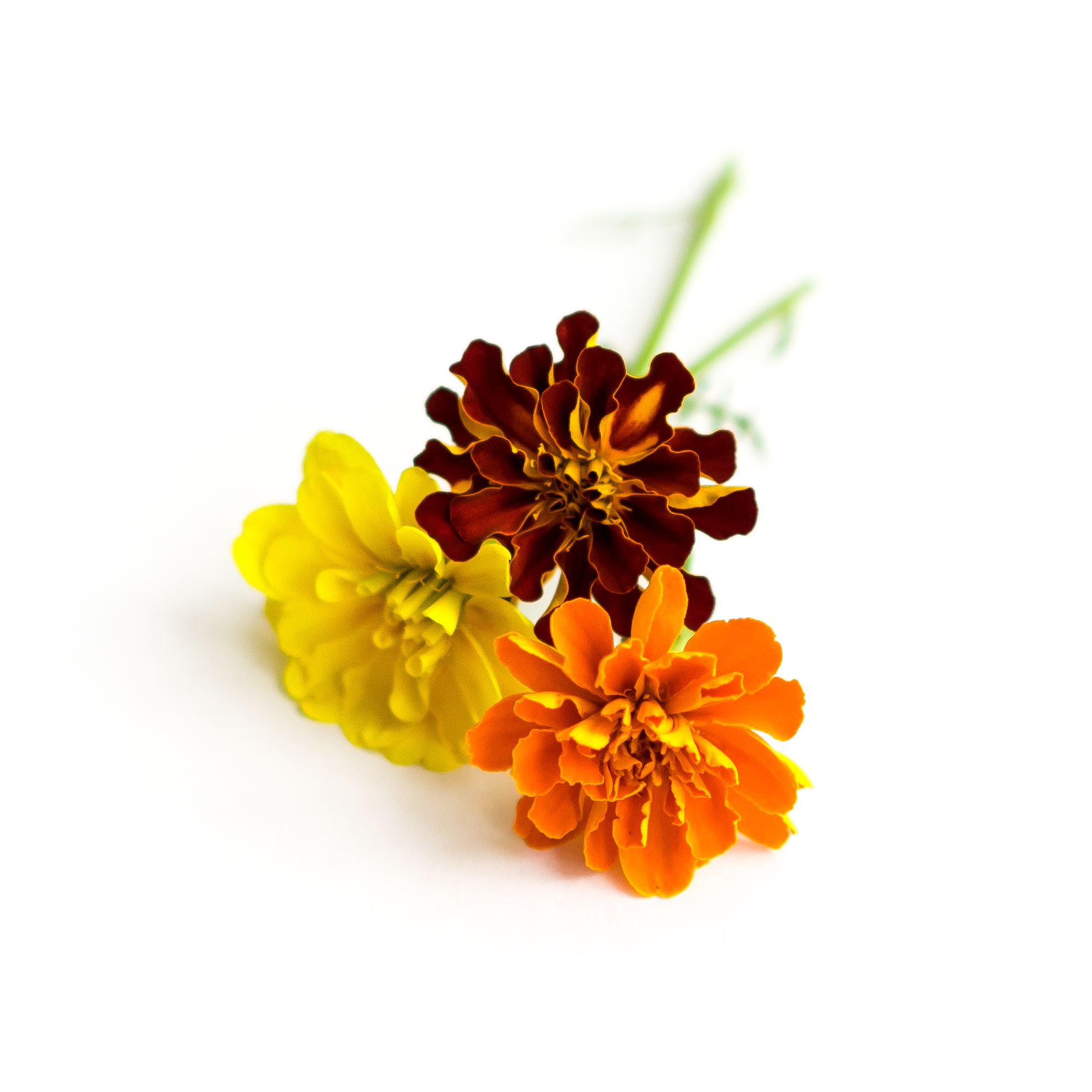 Mild citrus, grassy and spicy taste with bright orange and red petals