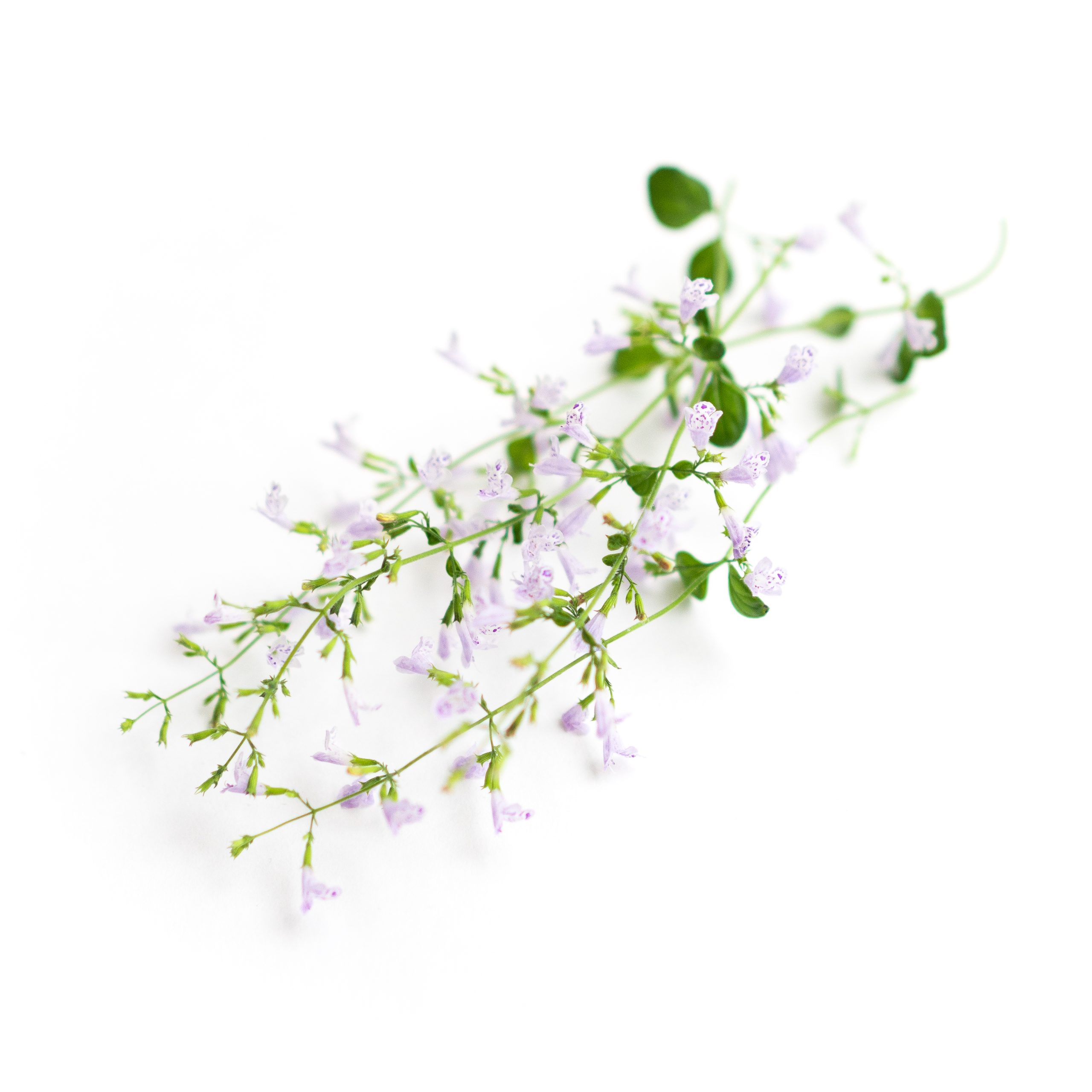 Minty, notes of oregano and basil, beautiful pungent pink flowers