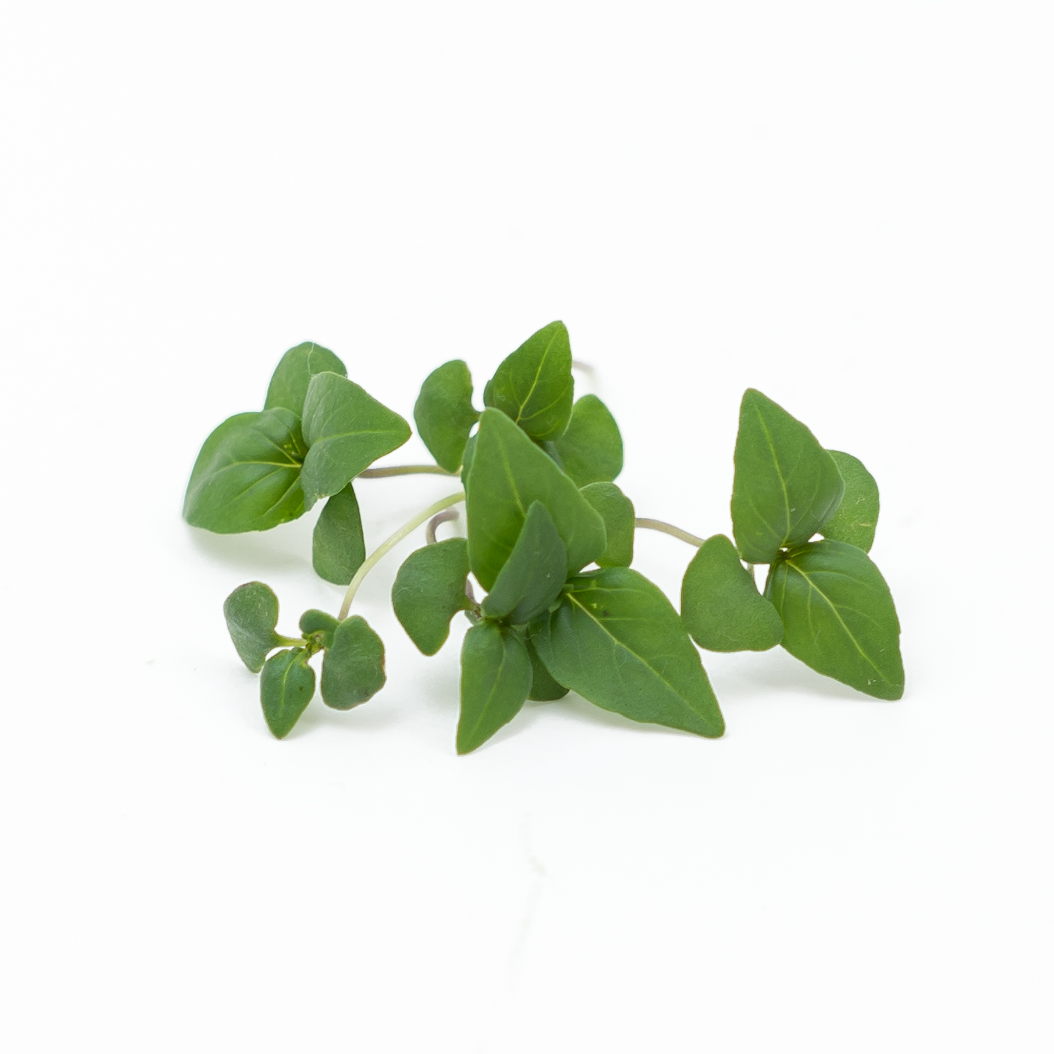 Sweeter anise and cinnamon flavor with red-colored stems