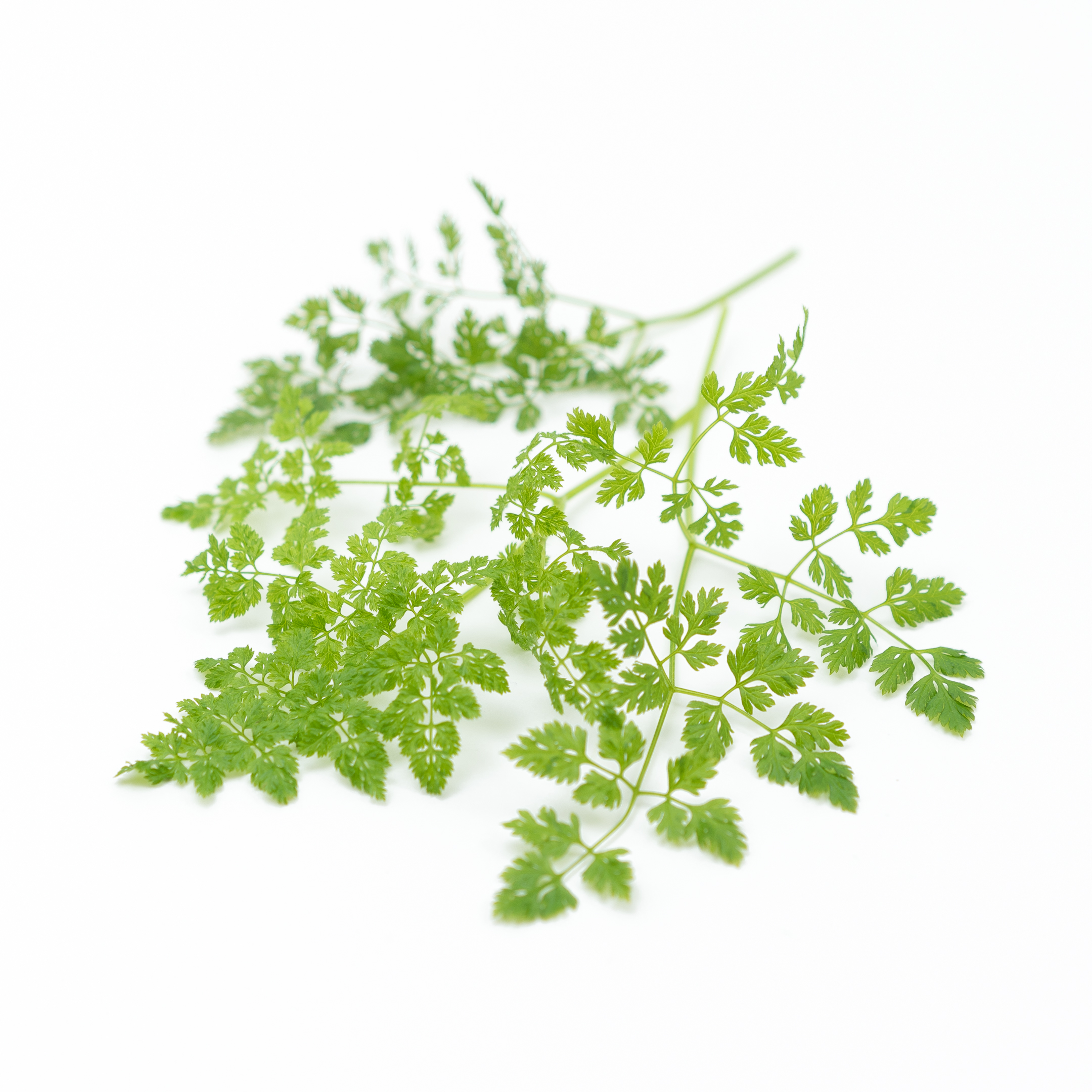 A classic fine french herb with light anise taste 