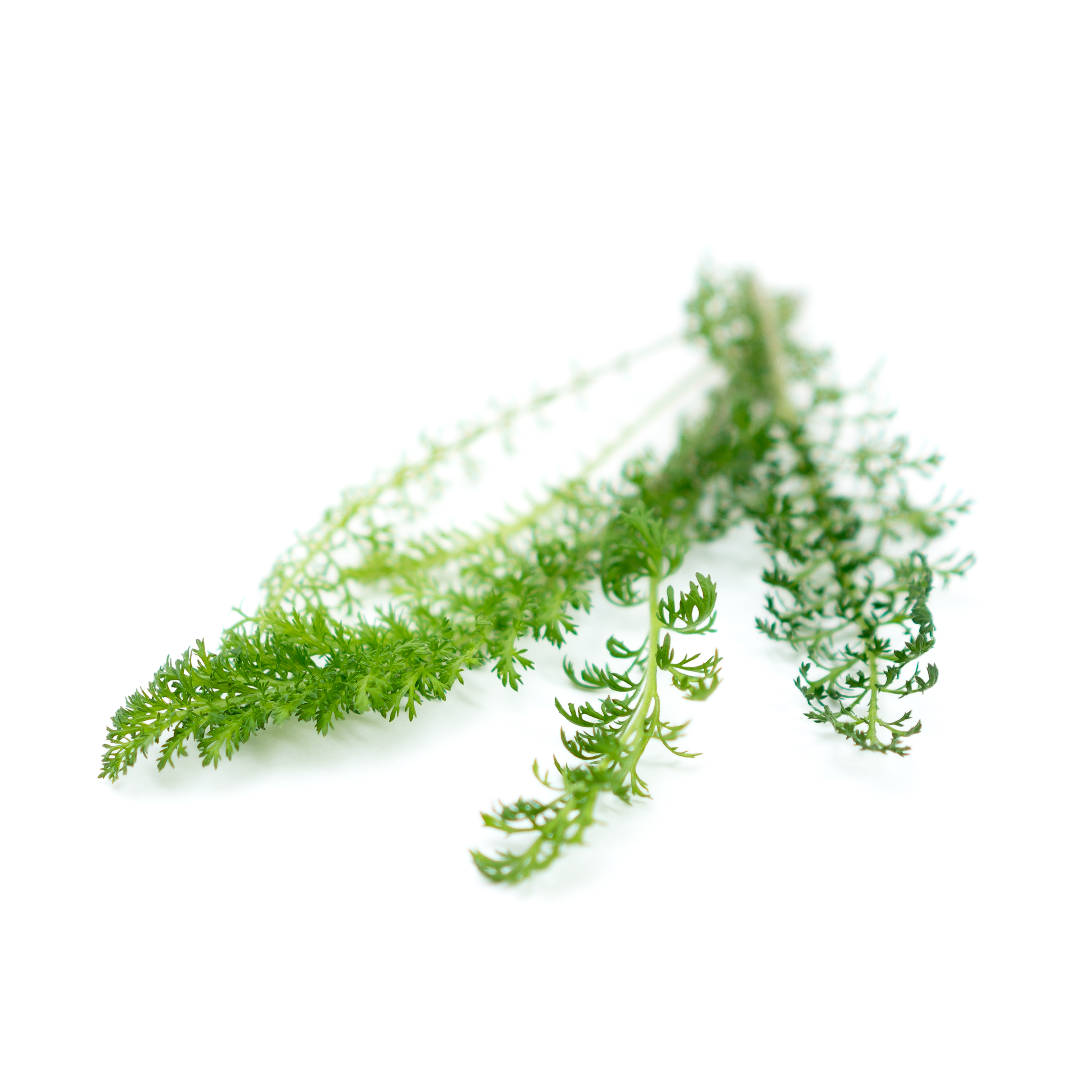 Licorice-like aroma with a sweet flavor and a bitter finish