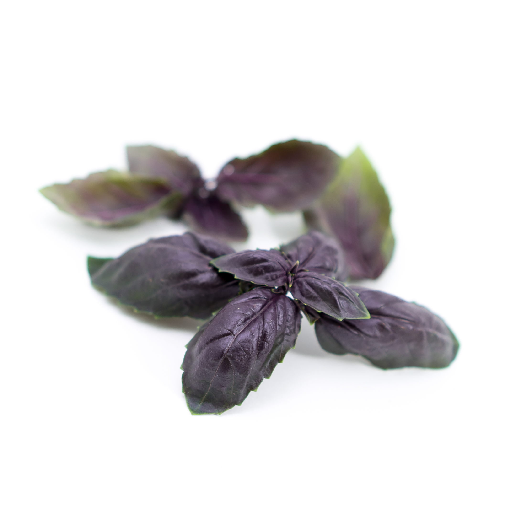 Dark purple leaves with genovese-like flavor profile