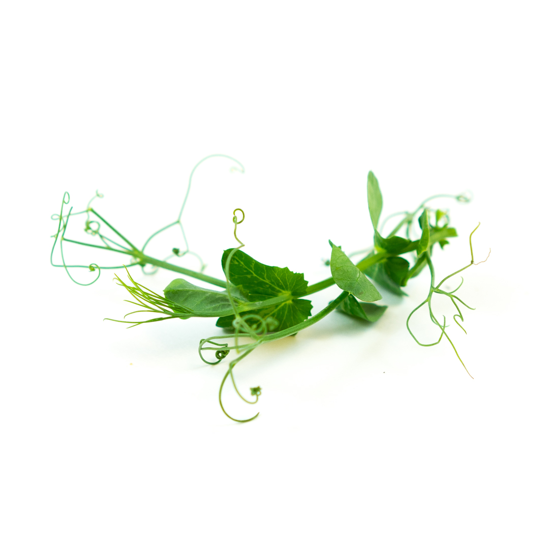 Micro Feisty Pea