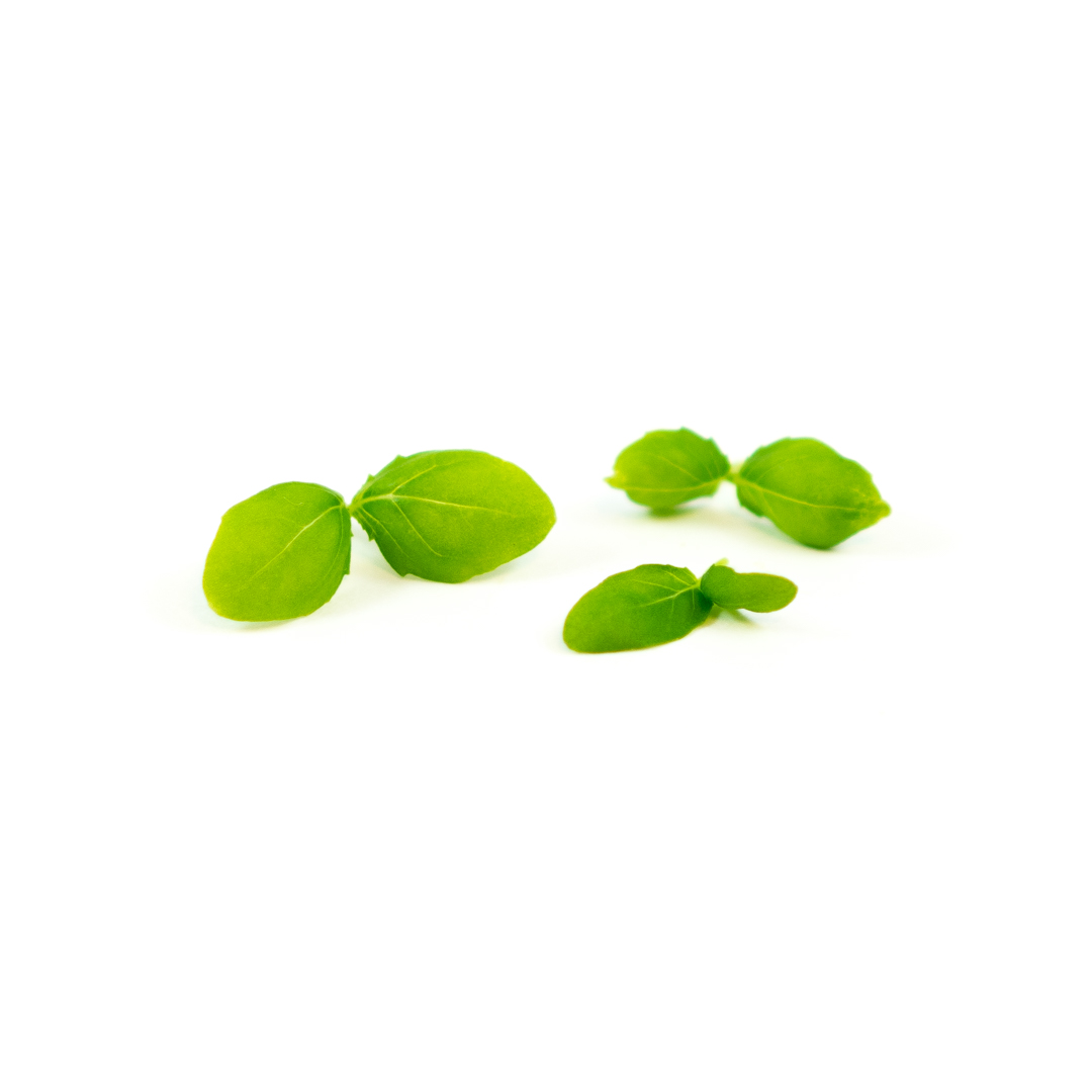 Basil's sweetness and anise notes in a compact, delicate micro green