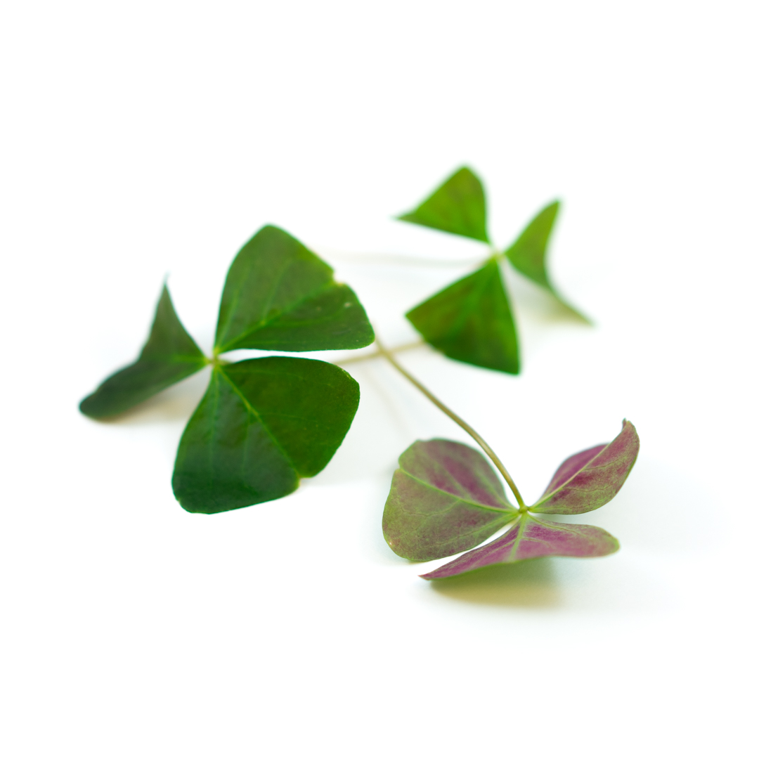 Irish Mist Oxalis