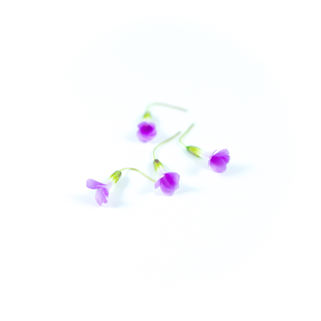 Tangy sour taste with vibrant purple velvet leaves like a butterfly