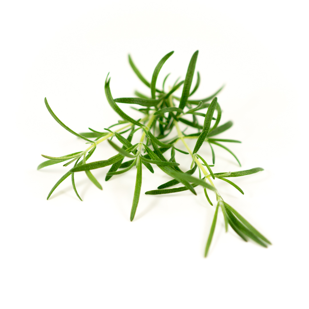 Strong savory herb with soft fronds and sticky stems