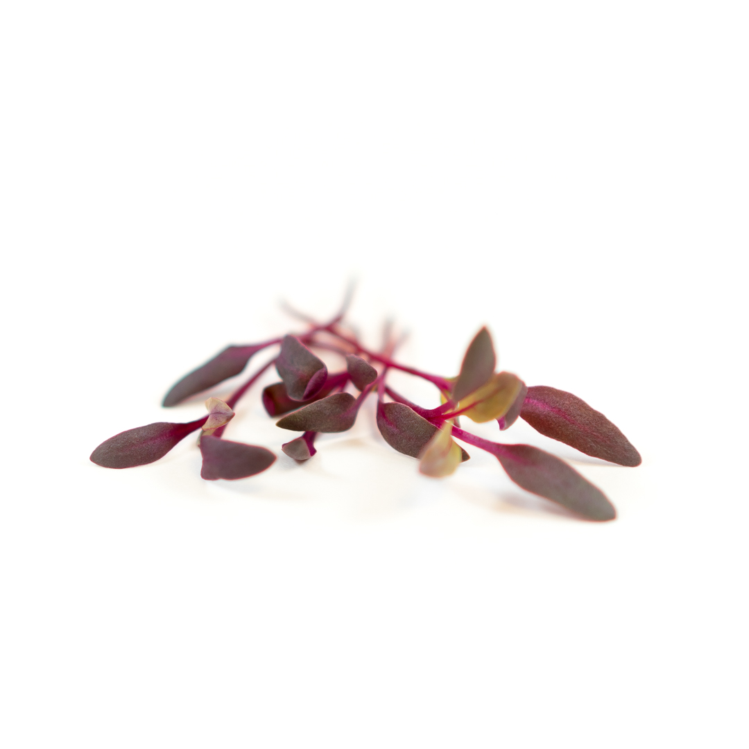 Micro Red Ruben Beets