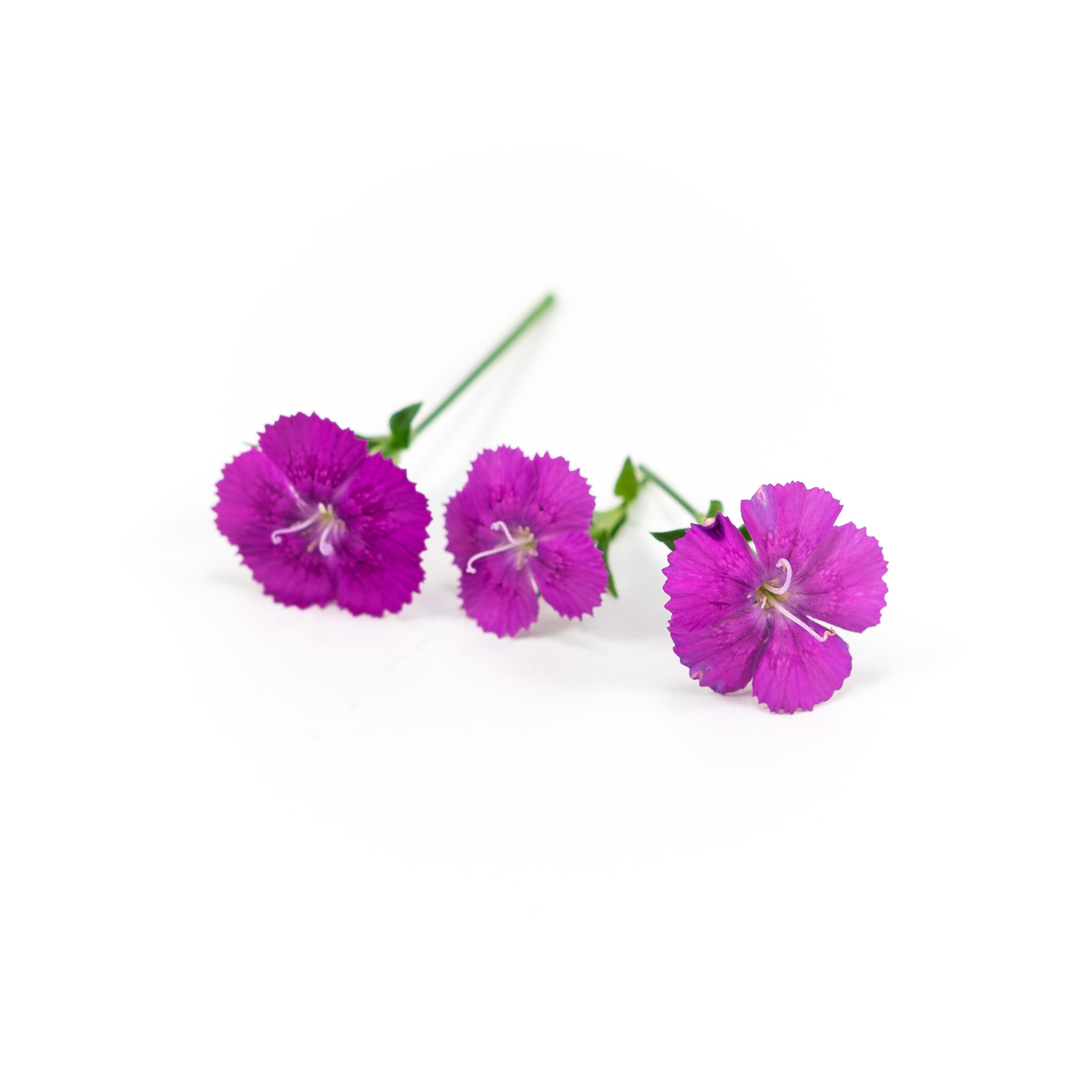 Dianthus (Purple)
