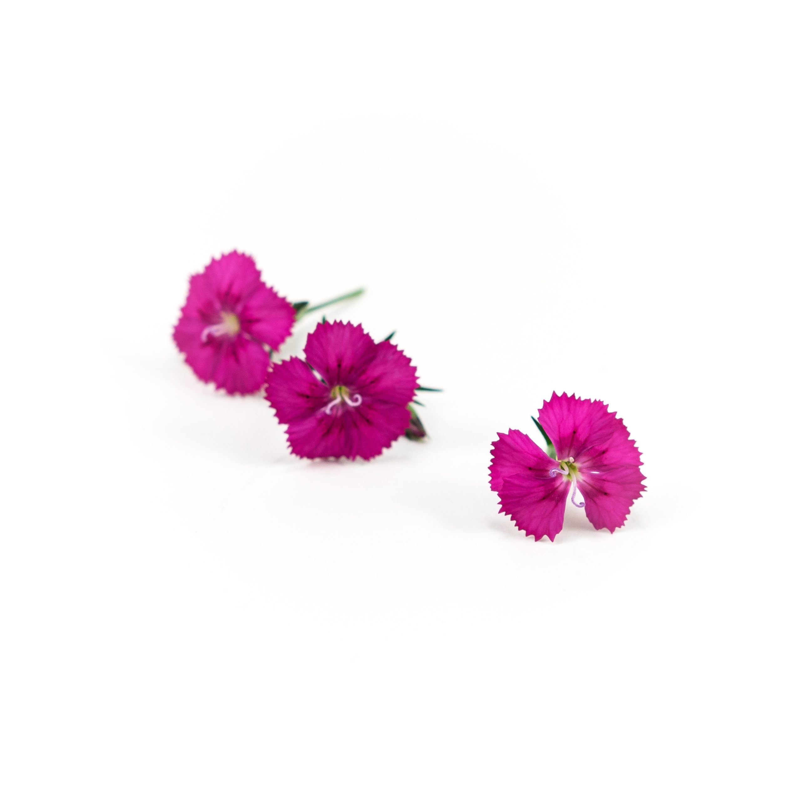 Dianthus (Amazon Neon Cherry)
