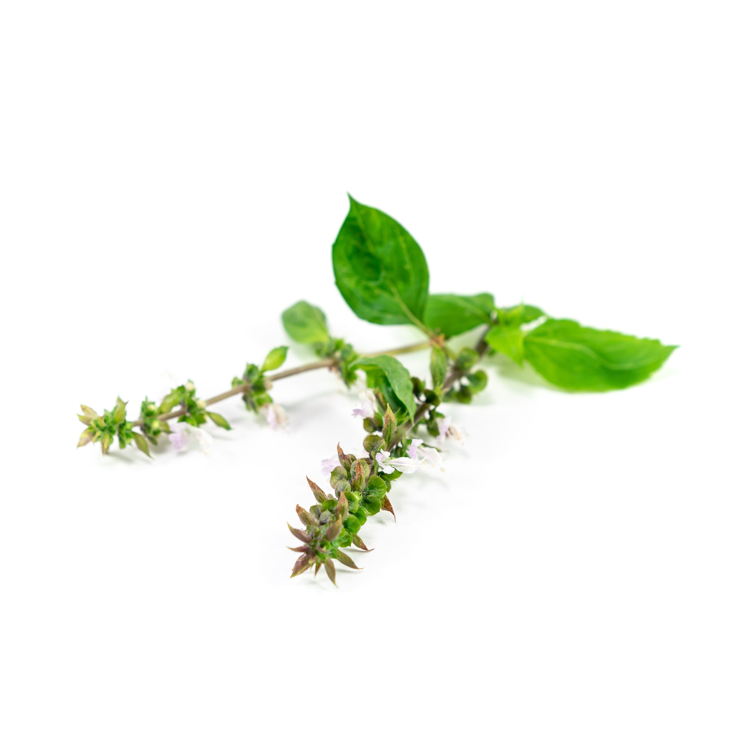 Larger leaves, serrated edges and cinnamon and clove notes