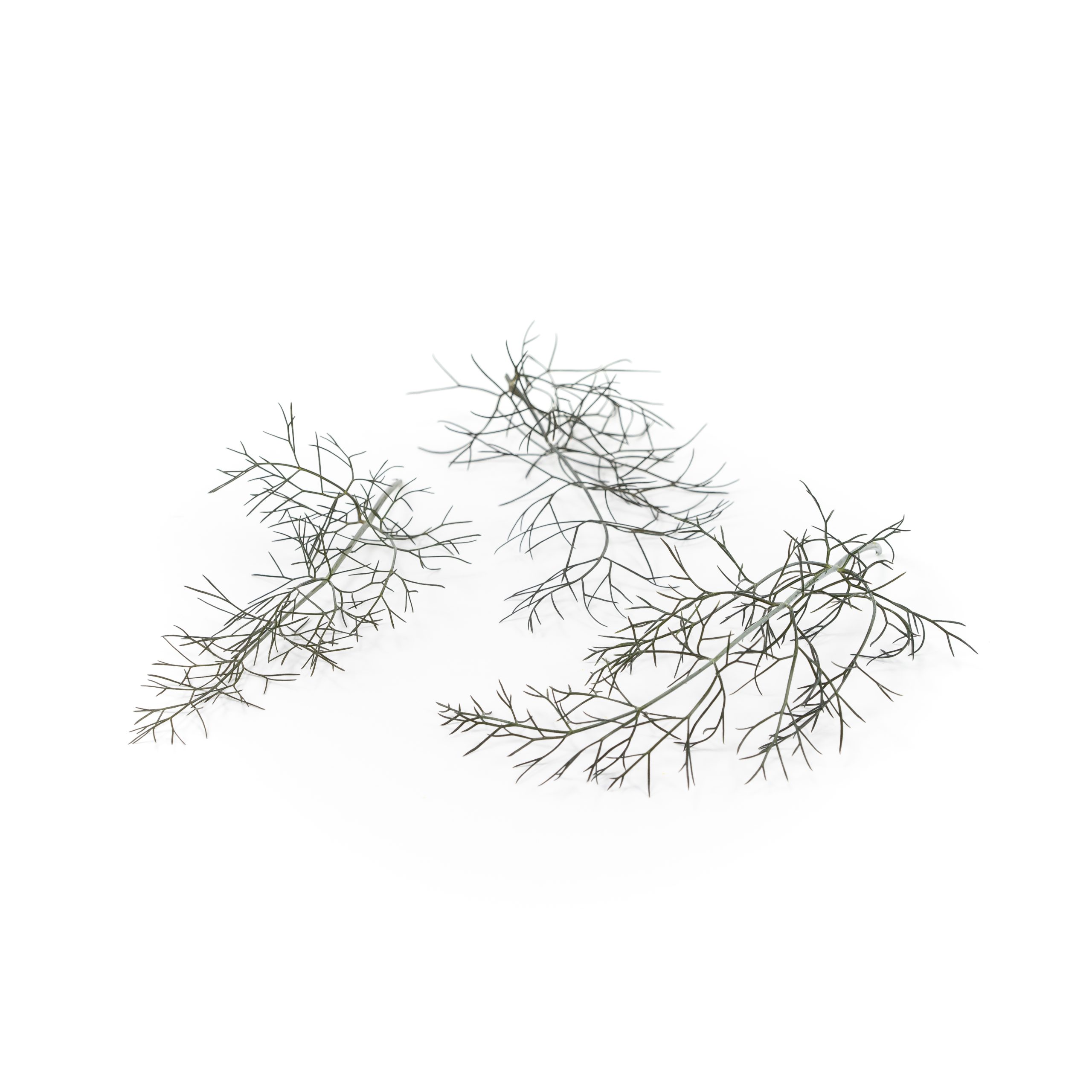 Sweeter anise flavor from beautiful bronze leaves