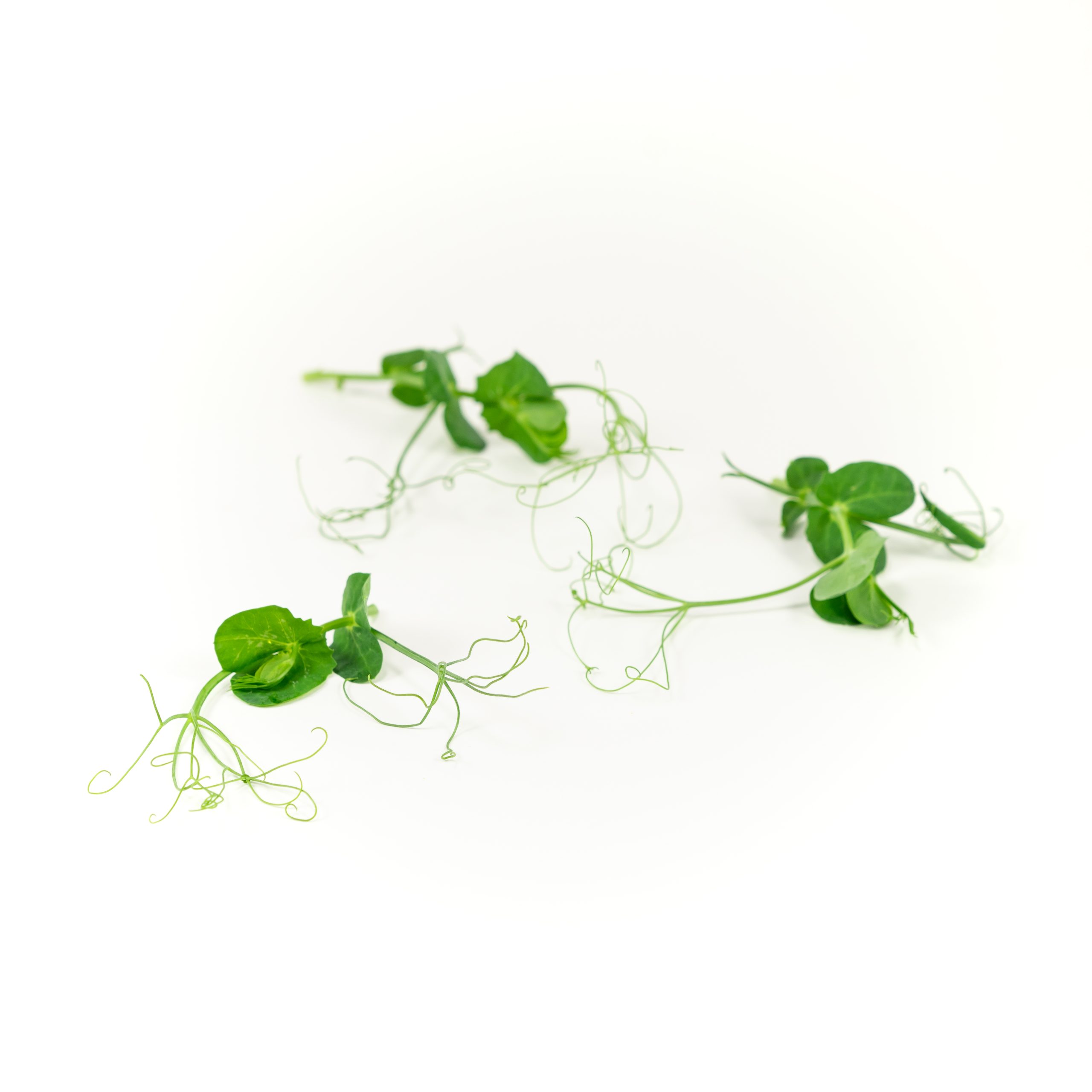 Sweet spring pea flavor with delightful curly tendrils