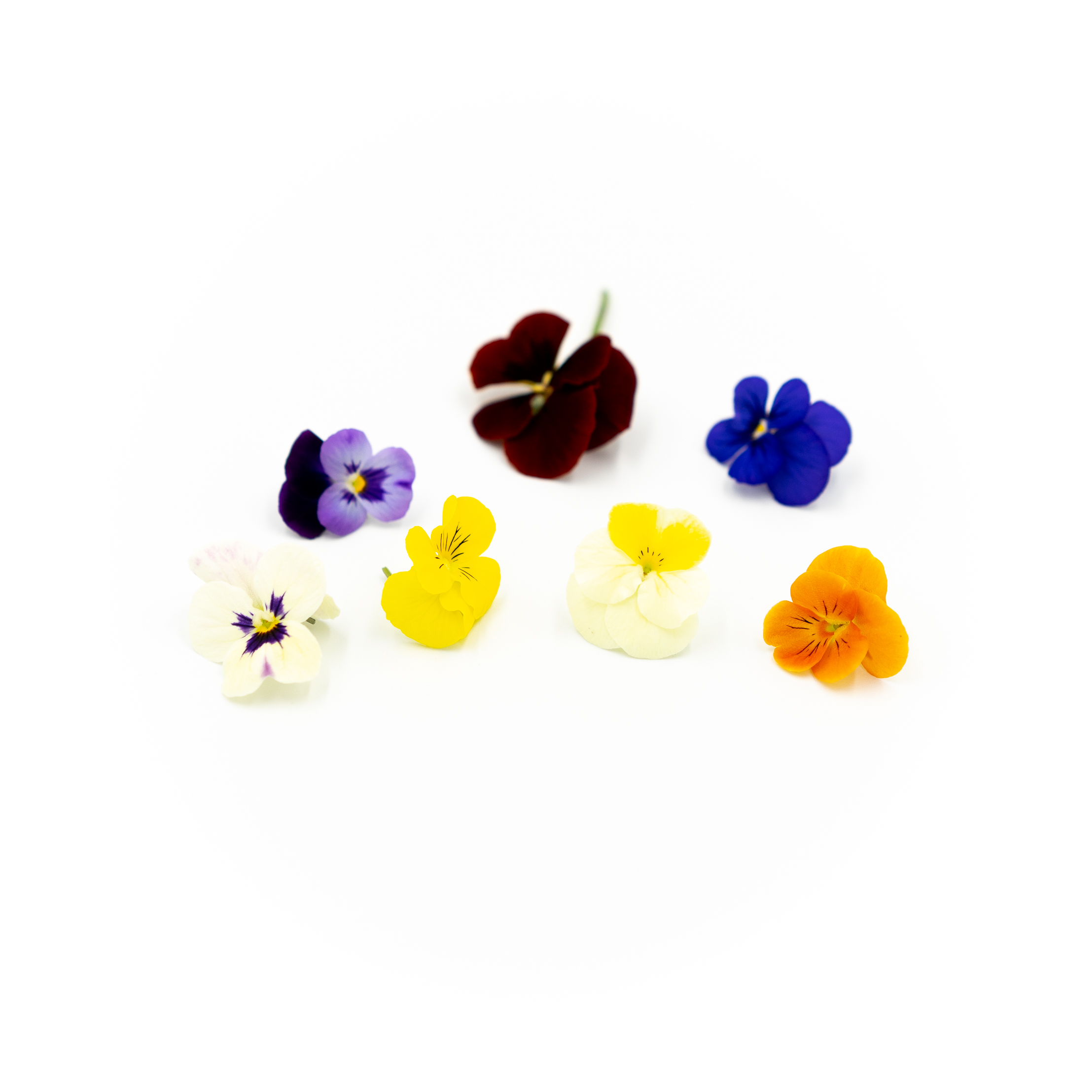 Assorted Viola Flowers 