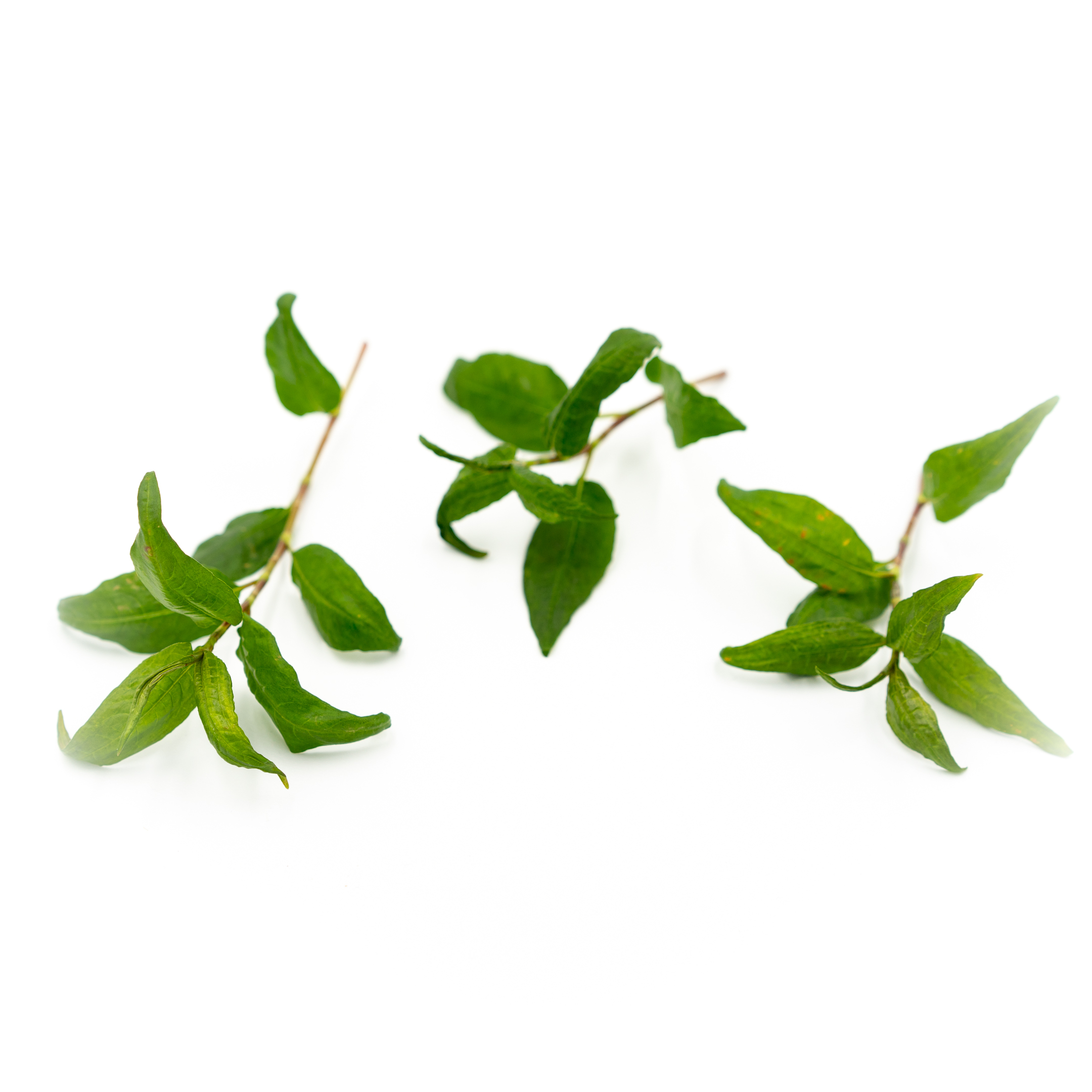 Rau Ram (Vietnamese Coriander)