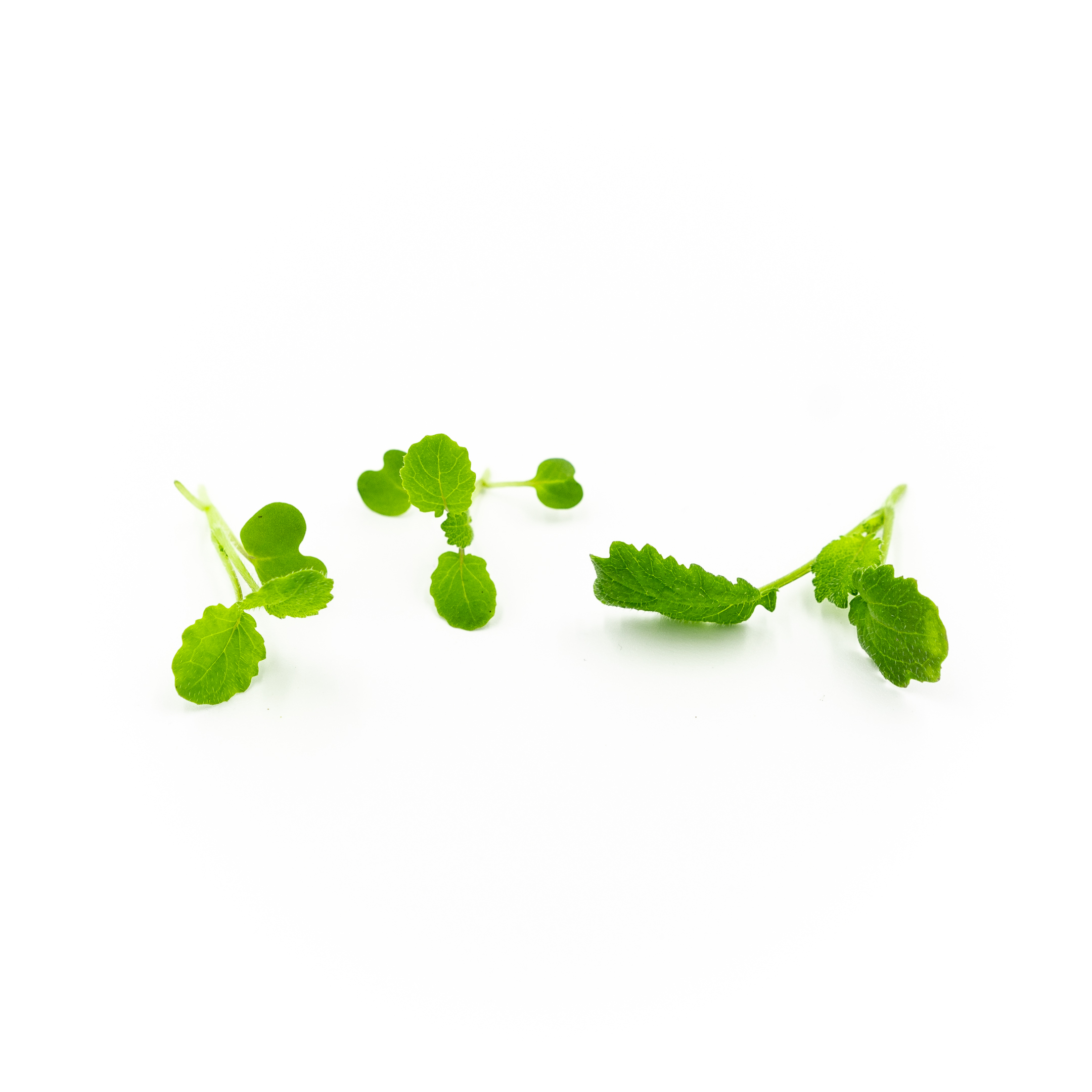 Micro Wasabi Mustard