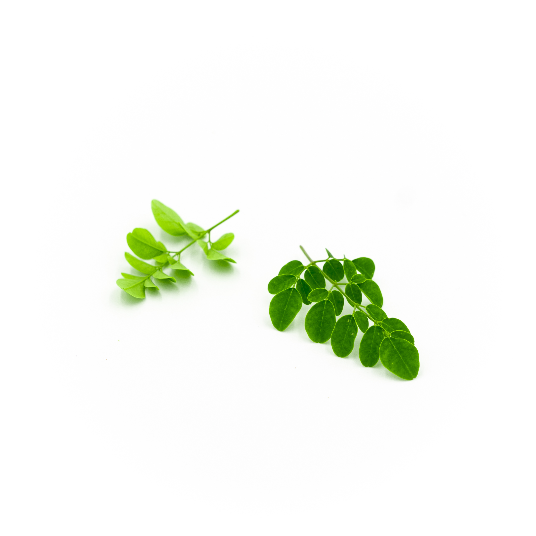 Moringa Leaves