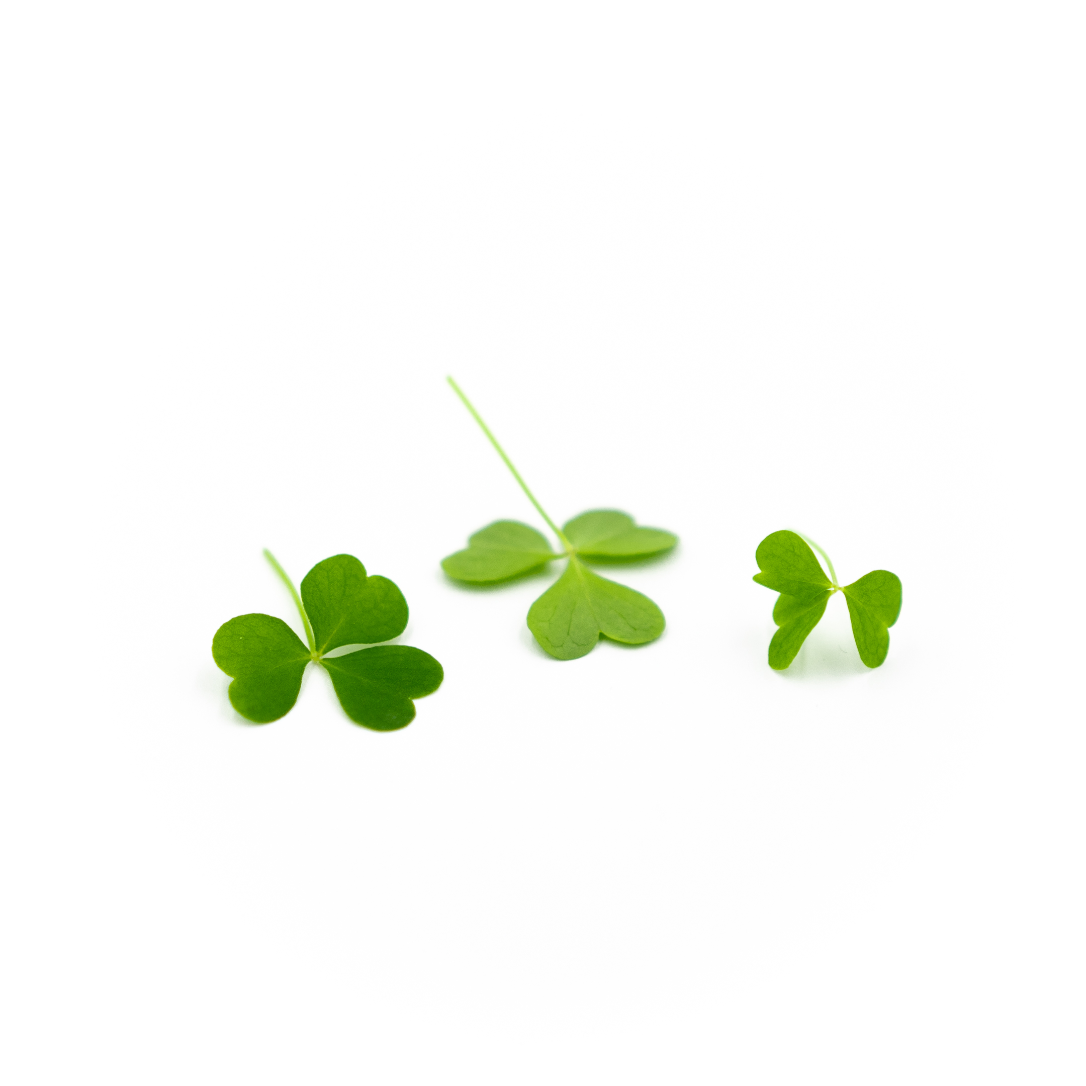 Wood Sorrel Leaf