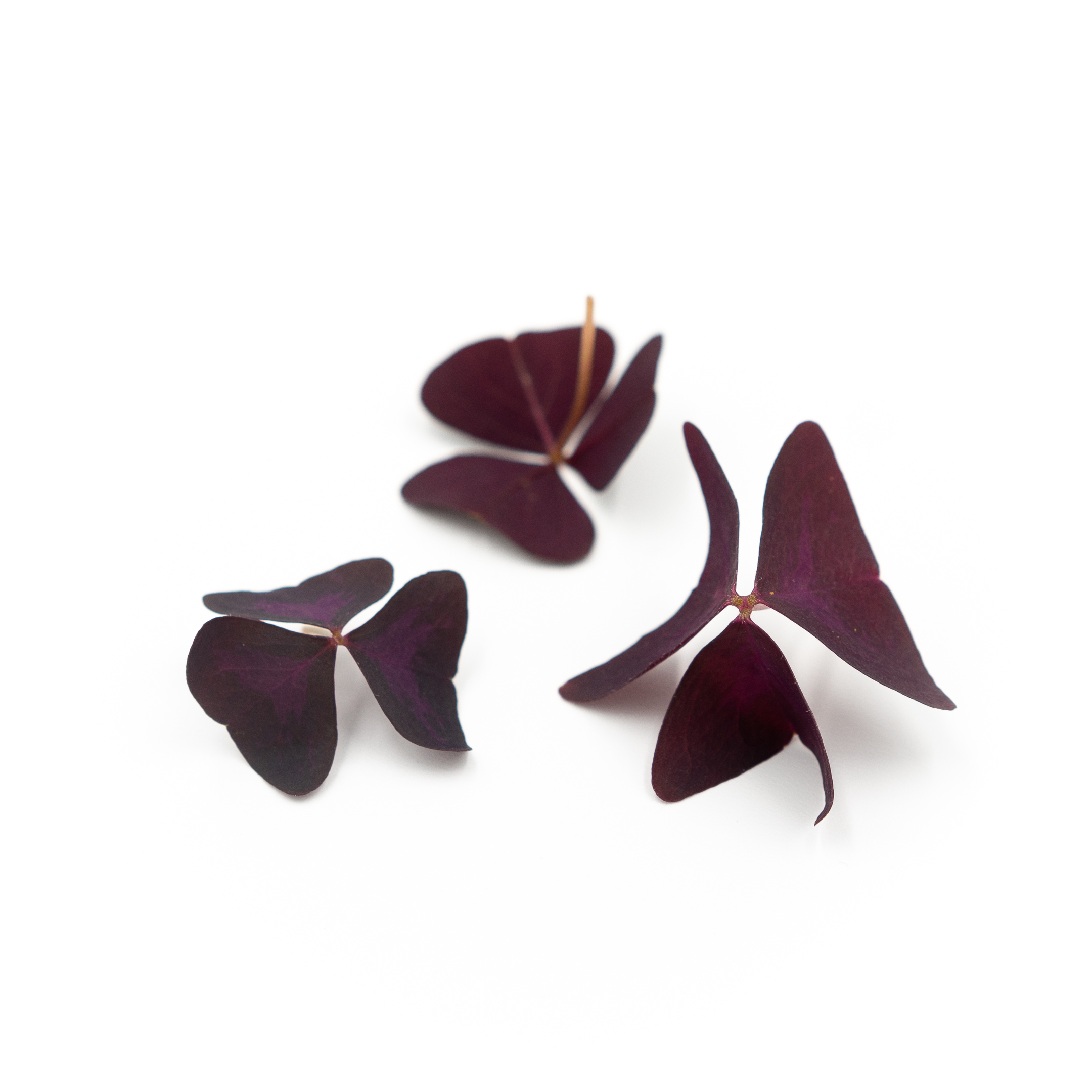 Purple Oxalis Triangularis