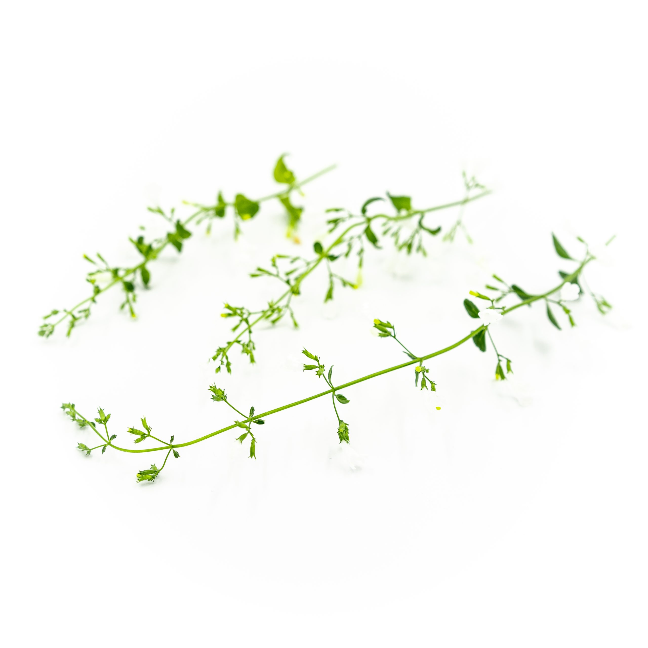 Nepitella (Marvelette White)