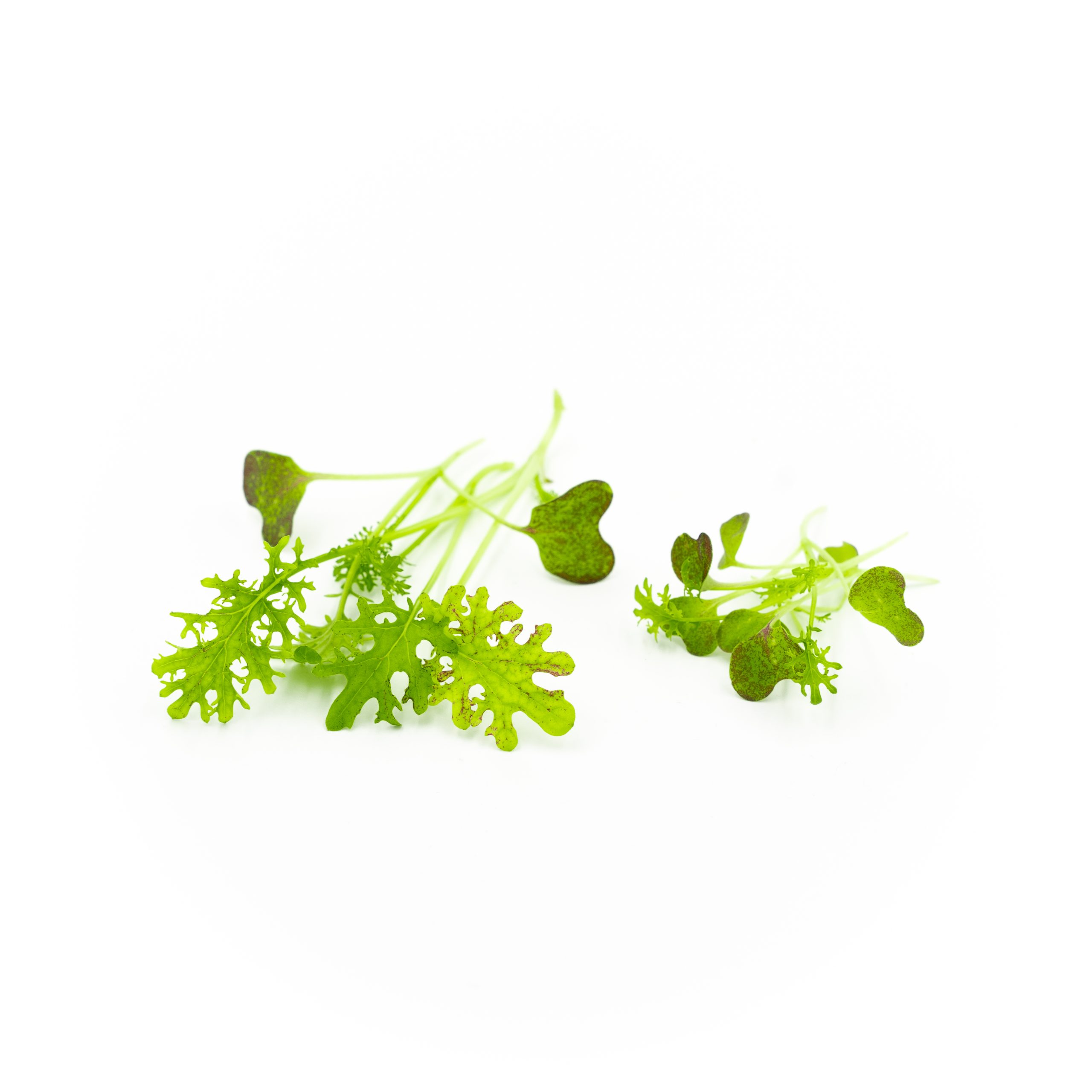 Mustard spice in a variegated green and red-colored leaf 