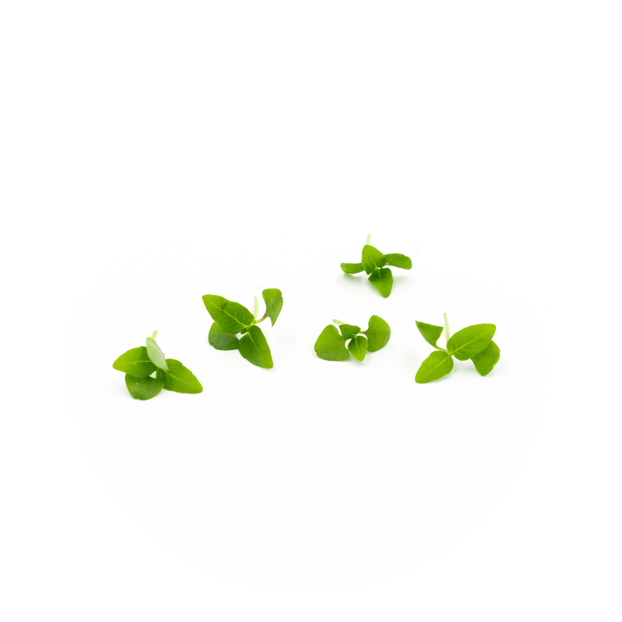 Notes of anise and clove, popular in South-East Asian cuisine