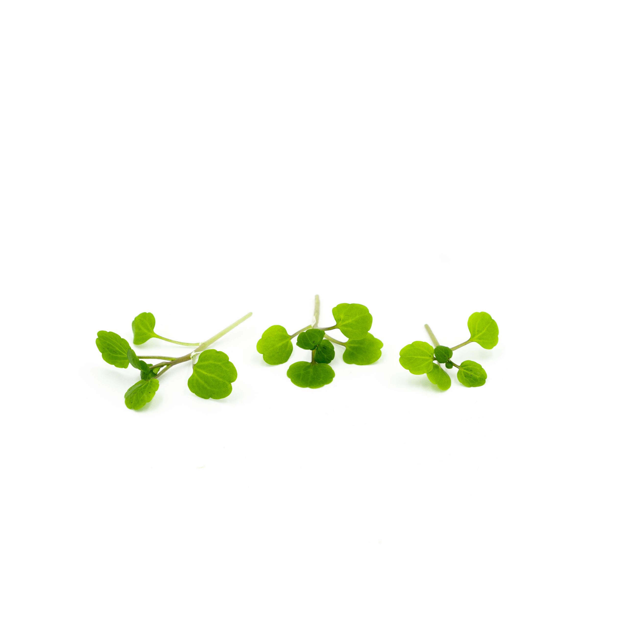 Peppery watercress flavor in small crisp leaves