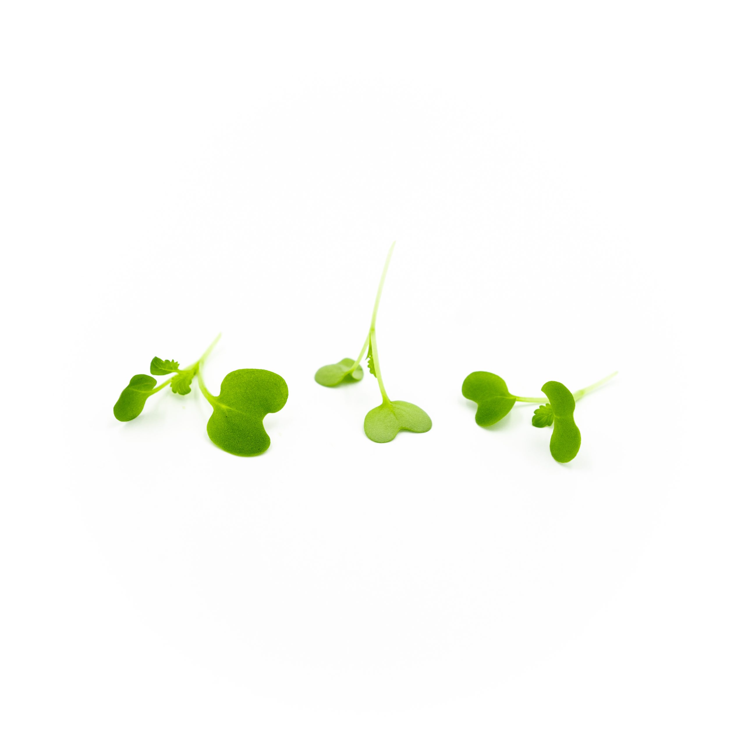 Micro Green Wave Mustard