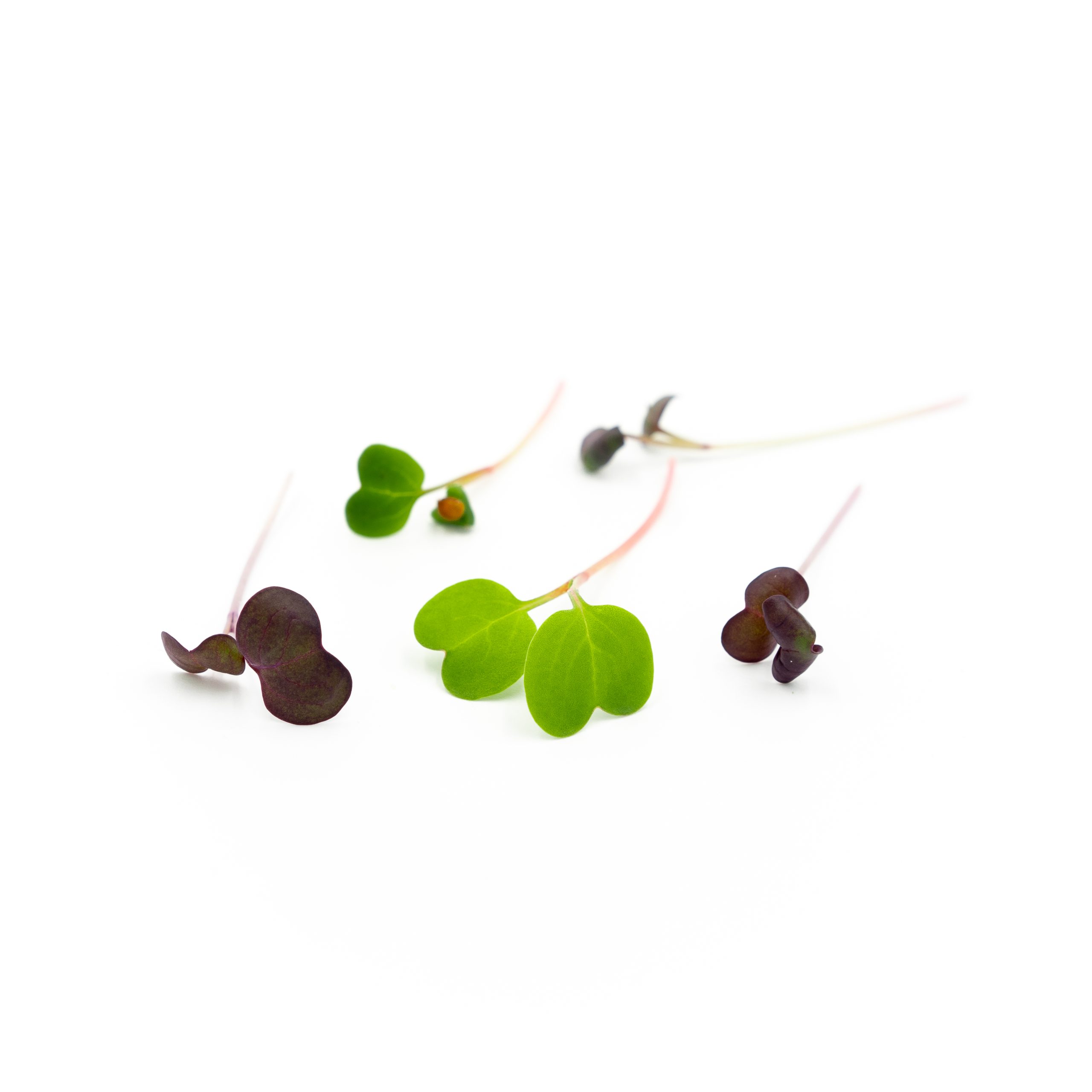 Spicy bright-green leaves and multi-colored watery-crisp stems