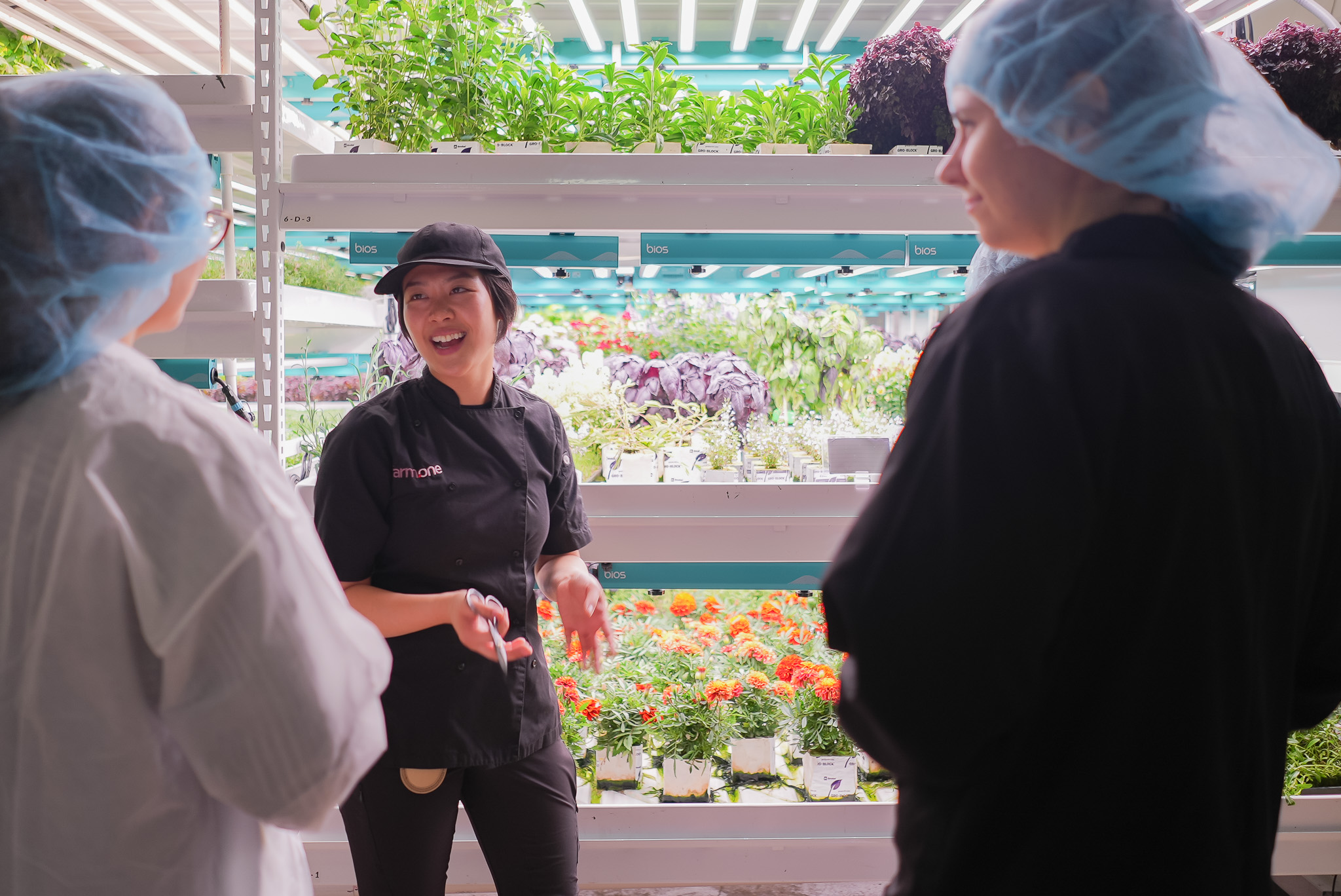 Picking a fresh leaf from the farm.